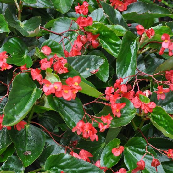 Dragon Wing Begonias - RED