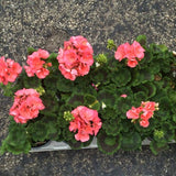 Geraniums - Red, Pink, White