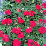 Geraniums - Red, Pink, White