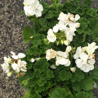 Geraniums - Red, Pink, White