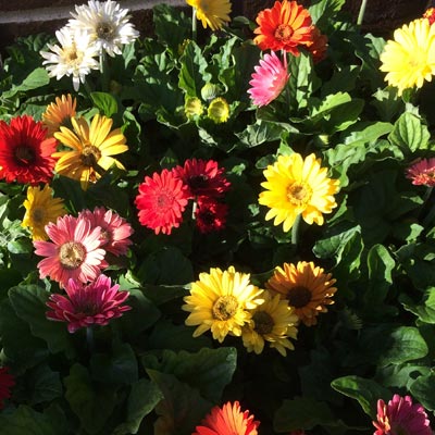 Gerbera Daisy