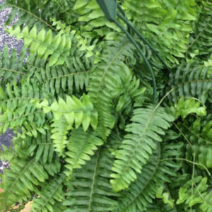 Boston Fern