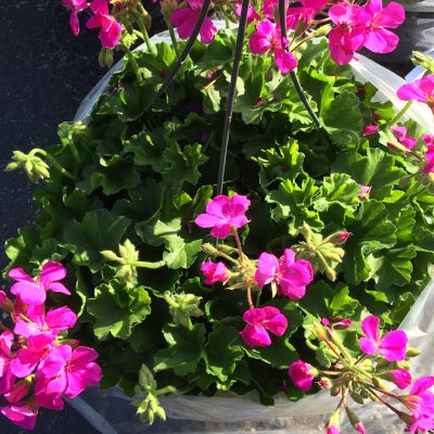 Ivy Geraniums