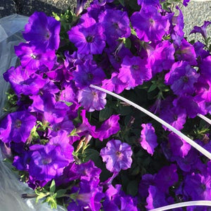 Wave Petunias