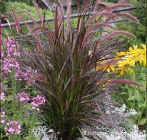 Pennisetum Rubrum (Grass)